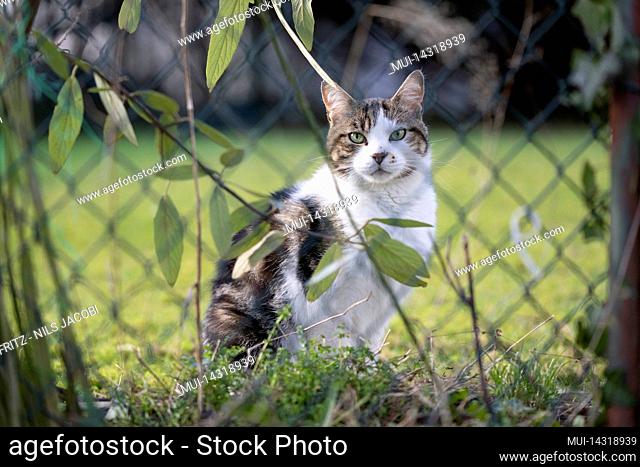 white tabby cat sitting behind chain-link fence outdoors in the garden looking at camera