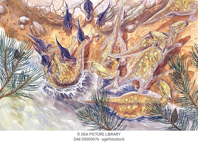 Palaeozoology - Cretaceous period - Dinosaurs - Saurolophus - Art work