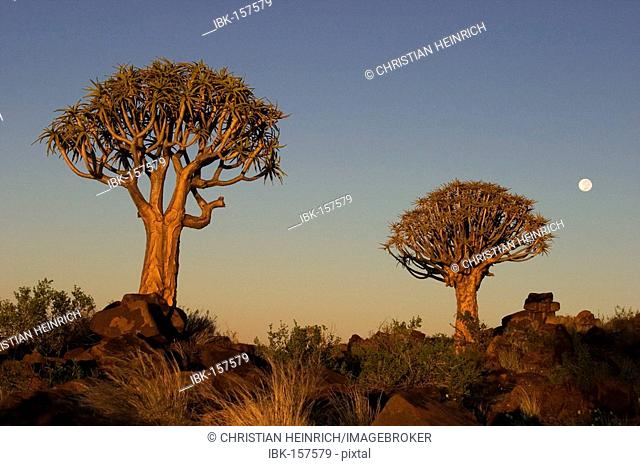 Quiver trees (Aloe dichotoma) with moon. Quiver tree forest Garaspark, Keetmanshoop, Namibia, Africa