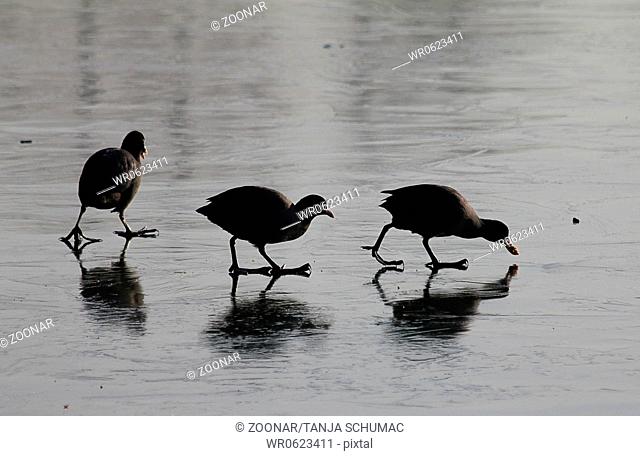 Coots in winter searching food