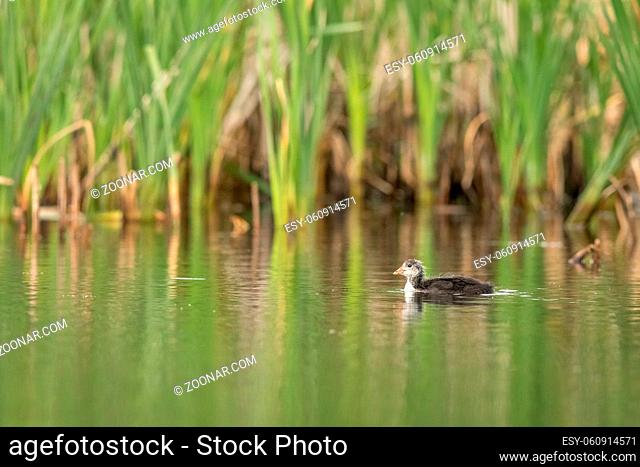 Common Coot, Fulica atra, one juvenile bird swimming alone in green surroundings in a pond