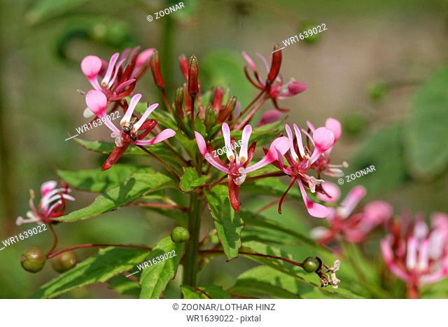 Lopezia racemosa, Mosquito flower