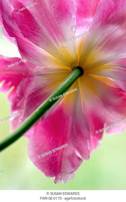 Tulip, Parrot tulip, Tulipa, Underneath view of single fully open pink flower with yellow at the centre of the petals