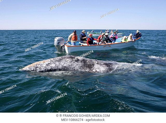 Gray Whale - 'Friendly' gray whale and whale watching boats (Eschrichtius robustus). San Ignacio Lagoon, Baja California South, Mexico