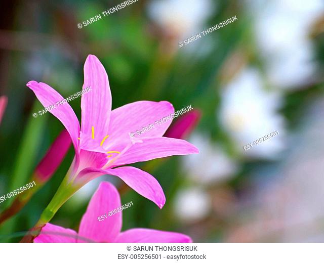 Fairy Lily flower