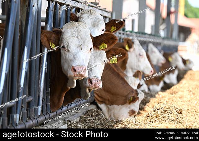 PRODUCTION - 22 August 2023, Baden-Württemberg, Hohenstein: Cows stand in the stables of the Maßhalderbuch state domain, which functions as a branch of the...