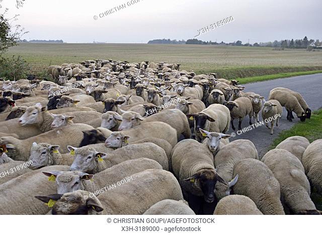 troupeau de moutons traversant une route de campagne, departement d'Eure-et-Loir, region Centre-Val de Loire, France, Europe/flock of sheep crossing a country...