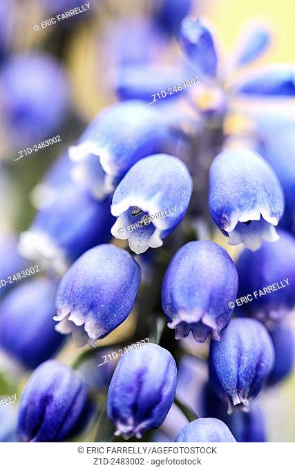grape hyacinth flowers