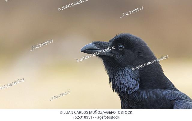 Common raven / Northern raven (Corvus corax). Spain
