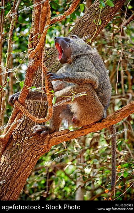 Olive baboon, Papio anubis, Budongo Forest Reserve, Murchison Falls National Park, Uganda, Africa