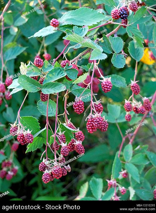 Blackberry branch (Rubus sect.Rubus)