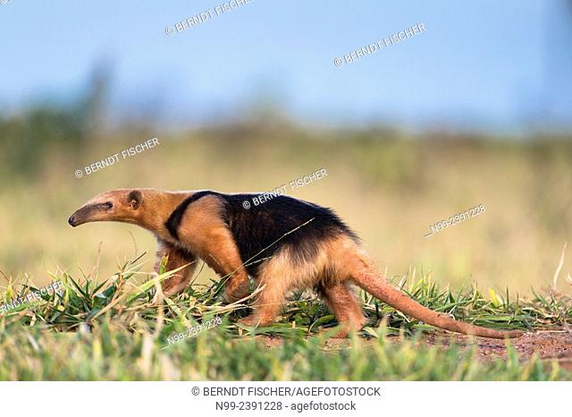 Collared anteater (Tamandua tetradactyla), walking in grassland, Mato Grosso do Sul, Brazil