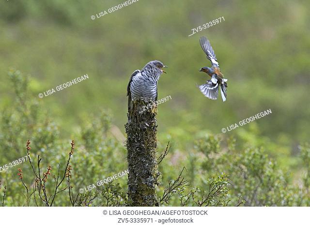 Chaffinch-Fringilla coelebs defends it's nesting site from male Cuckoo-Cuculus canorus
