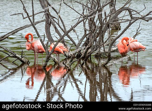 Flamingos have arrived to the island of Isabella, Galapagos Archipelago, Ecuador