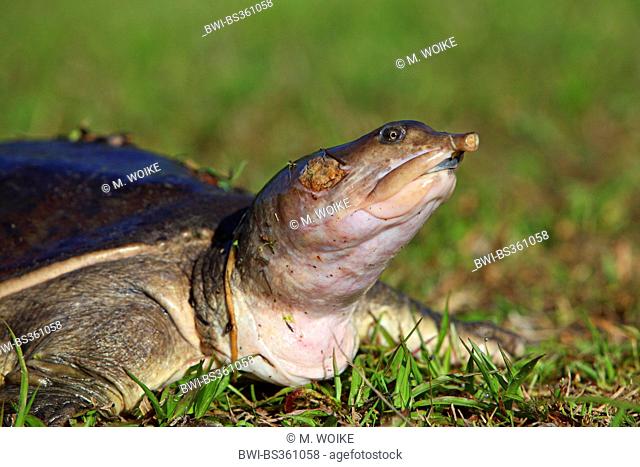 Florida softshell turtle (Apalone ferox, Trionyx ferox), portrait, USA, Florida