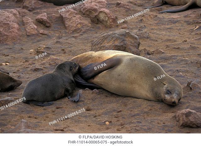Cape Fur Seal Arctocephalus pusillus Cub suckling / Namibia