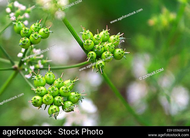 Closeup of coriander seeds with blurred flowers in the background