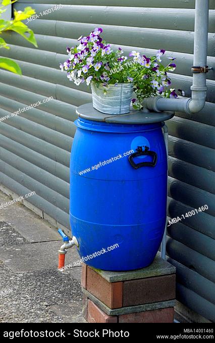 horned violets (viola cornuta) in a pot on a blue rain barrel