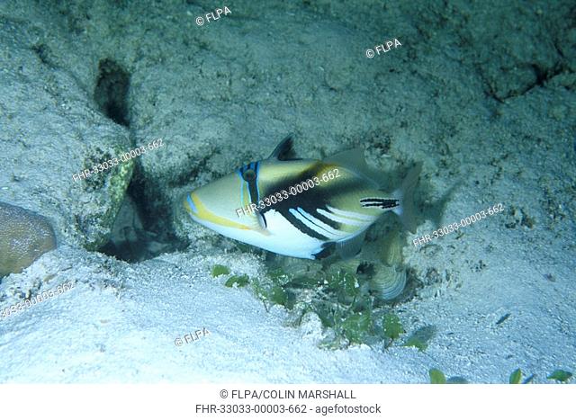 Picasso Triggerfish Rhinecanthus assasi House Reef, Wakatobi, Sulawesi, Indonesia