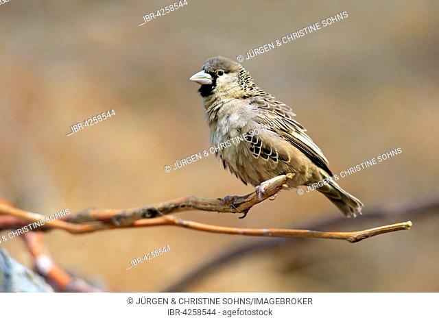 Sociable weaver (Philetairus socius), adult, sitting on branch, native to South Africa, captive