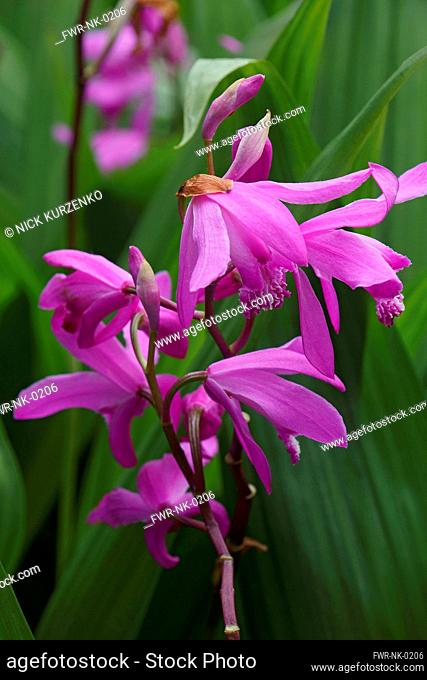 Hyacinth orchid, Bletilla striata, Pink coloured flowers growing outdoor