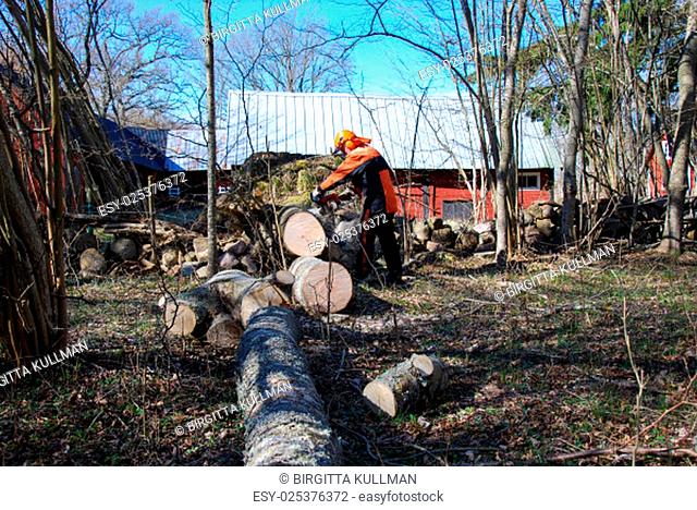 Worker cuts a big windfallen tree with a chainsaw