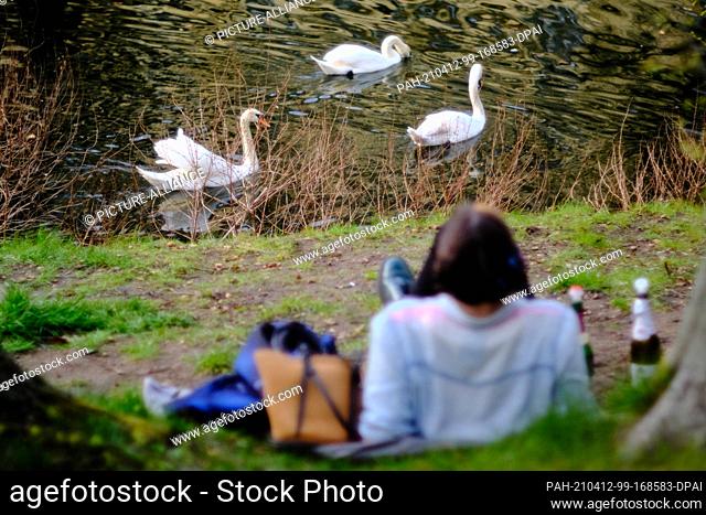 11 April 2021, Berlin: A woman lies on the bank of the Landwehr Canal in the Kreuzberg district of Berlin and looks at three swans passing by on the water