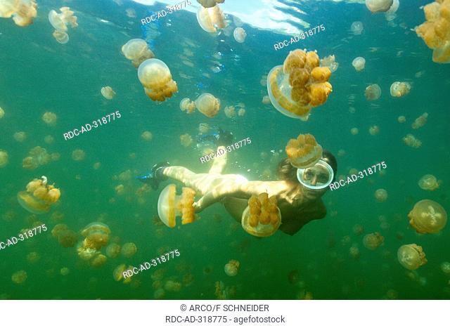 Snorkeler in Jellyfish Lake, Palau, , Micronesia / Mastigias papua
