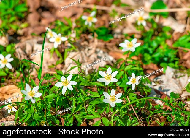 Garden with anemone flowers in the springtime