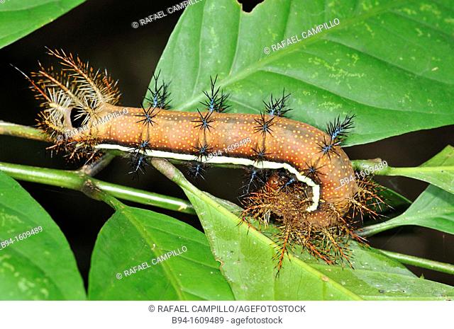 Caterpillar of Lepidoptera, Madidi National Park in the upper Amazon river basin in Bolivia