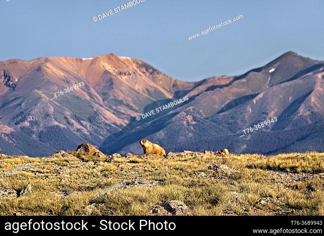 Marmot in the San Juan Mountains, Colorado Trail, Colorado