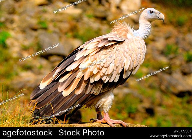 Close-up of Griffon vulture (Gyps fulvus)