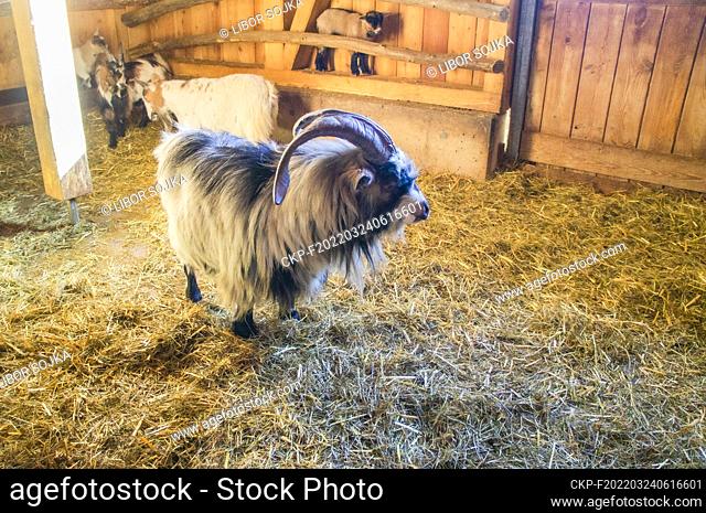 Domestic Goat, Capra aegagrus f. hircus, in Cumberland Wildpark in Grunau im Almtal, Upper Austria, February 23, 2022. (CTK Photo/Libor Sojka)