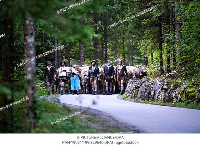 11 September 2019, Bavaria, Bad Hindelang: Cows crowd behind drovers in traditional clothing. At the cattle shelter in Bad Hindelang