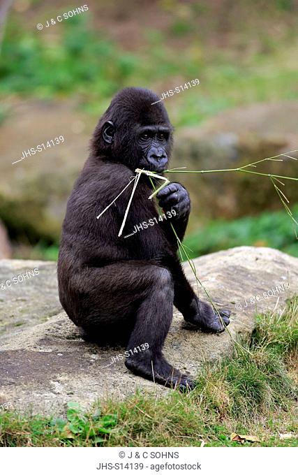 Lowland Gorilla, (Gorilla gorilla), young feeding, Africa