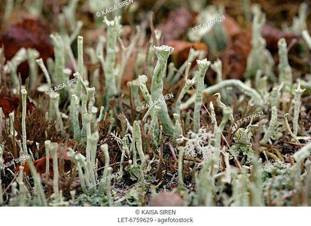 Cup lichen, Cladonia sp  Is forming the tiniest forest in Lapland  Ivalo, Finland