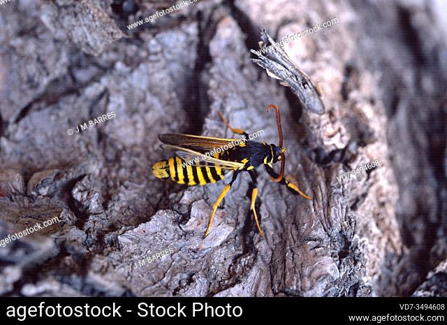 Hornet moth (Sesia apiformis) is a mimic moth native to Europe and Middle East. Adult