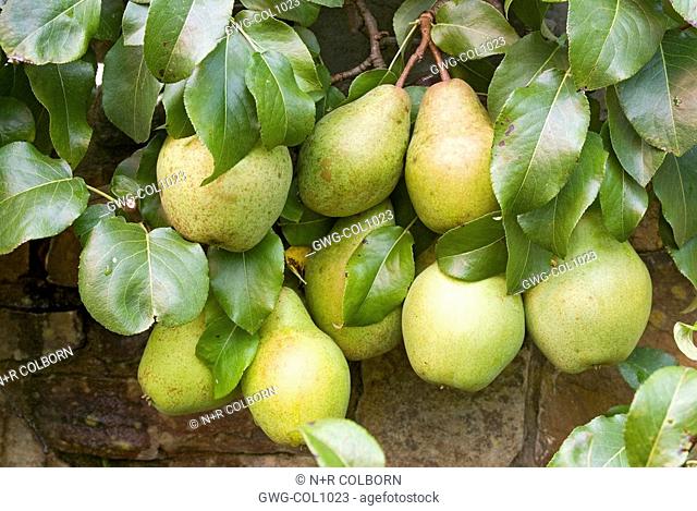 PYRUS COMMUNIS 'GLOU MORCEAU ' RIPENING PEARS ON ESPALIER TREE TRAINED ON A WALL