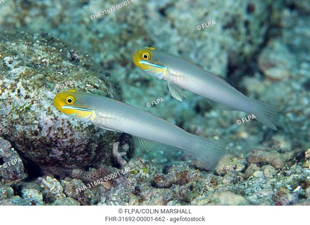 Bluestreak Goby Valenciennea strigata adult pair, swimming in reef, Tutuntute, Wetar Island, Barat Daya Islands, Lesser Sunda Islands, Maluku Province
