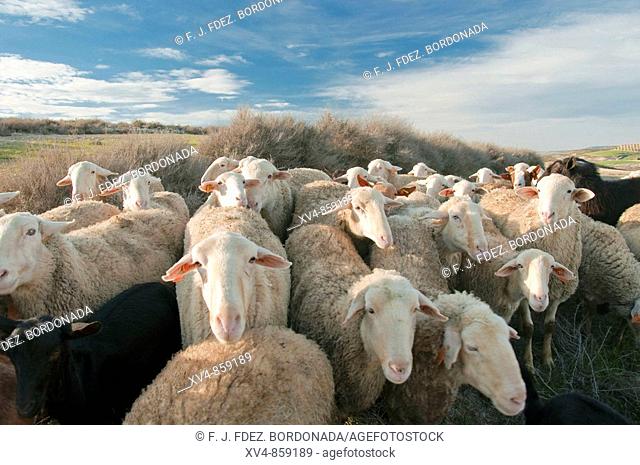 Herd run acros Monegros land. Zaragoza, Spain