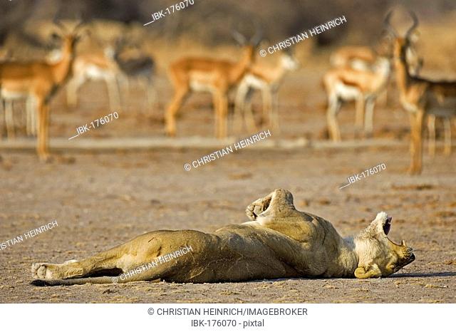 Tired lion, lioness (Panthera leo). Nxai Pan, Makgadikgadi Pan National Park, Botswana, Africa