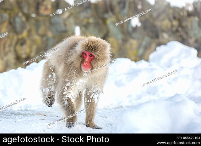 Japanese Snow Monkey Macaque at Jigokudani Yudanaka Nagano Japan