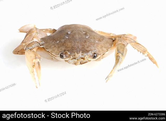 Krabbe, Brachyura, Kurzschwanzkrebs