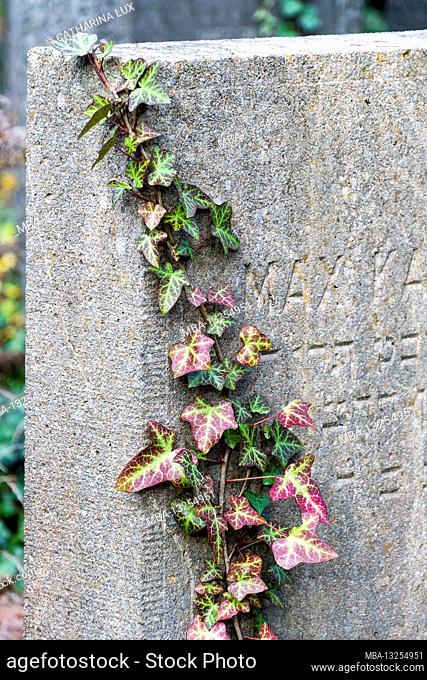 Berlin, Jewish cemetery Berlin Weissensee, largest surviving Jewish cemetery in Europe, autumn mood, ivy tendrils