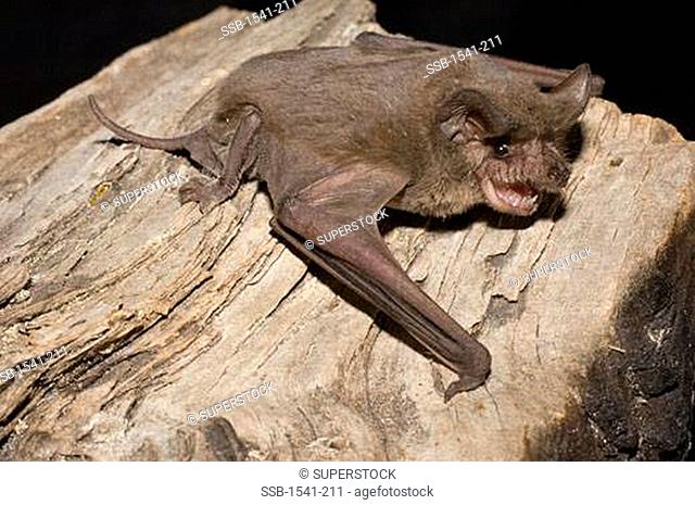Close-up of a Brazilian Free-Tailed Bat Tadarida brasiliensis on a rock