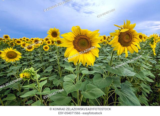 Sunflowers on large field in Moldova
