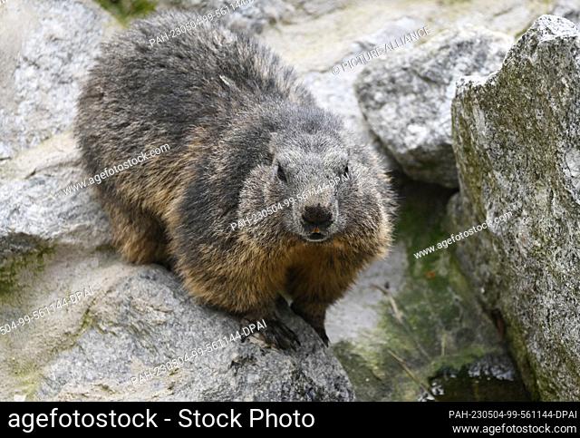 FILED - 03 May 2023, Austria, Innsbruck: A marmot in the Alpine Zoo Innsbruck. Photo: Angelika Warmuth/dpa. - Innsbruck/Tyrol/Austria