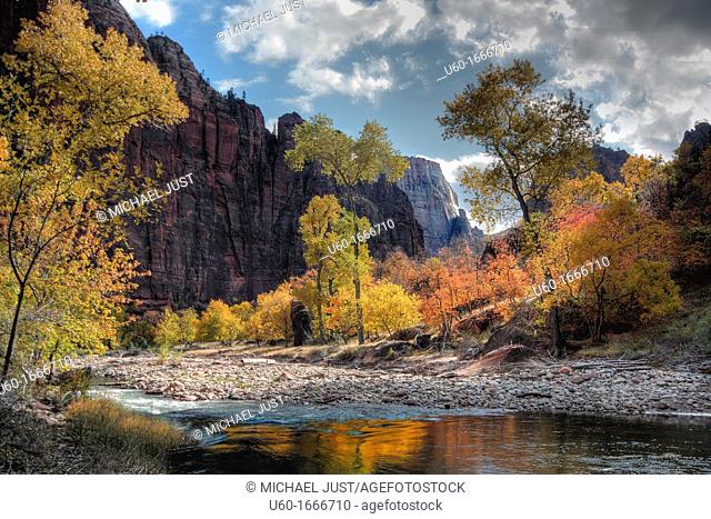 Fall colors have arrived at Zion Narional Park, Utah