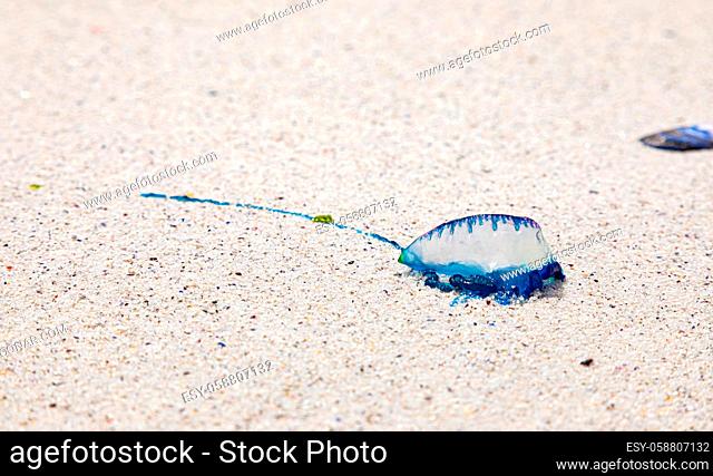 The Portuguese man o' war or Physalia physalis, washed up on a Cape Town beach