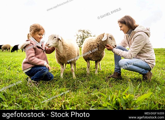 Smiling woman and girl stroking sheep on green grass at farm